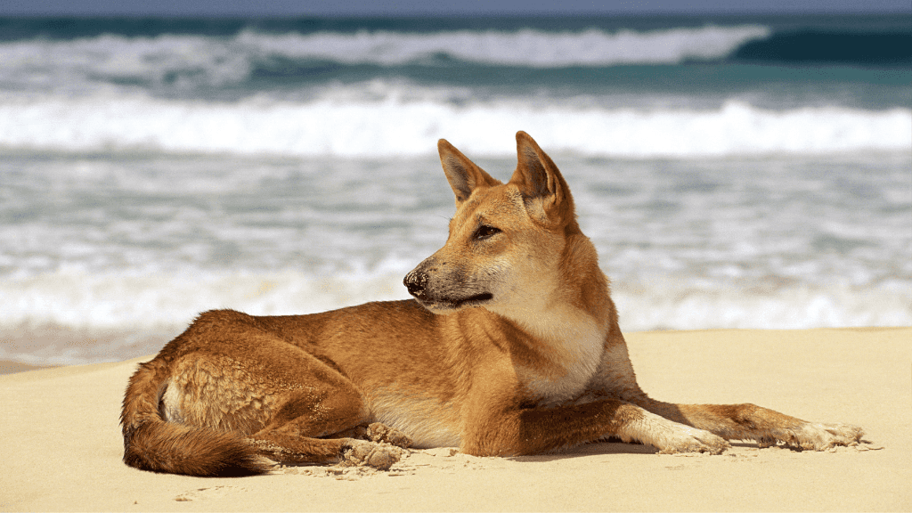 Ultimate East Coast Odyssey: 14 - 16 Days Sydney to Cairns with Islands & Rainforests - Zero Trace Tours