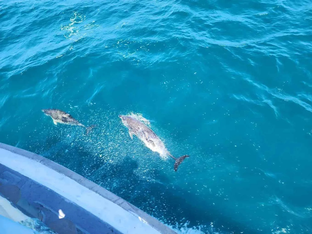 Winter Whale Watching Cruise from Phillip Island