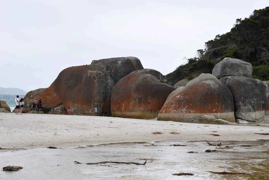 Wilsons Promontory Whale Cruise from Port Welshpool