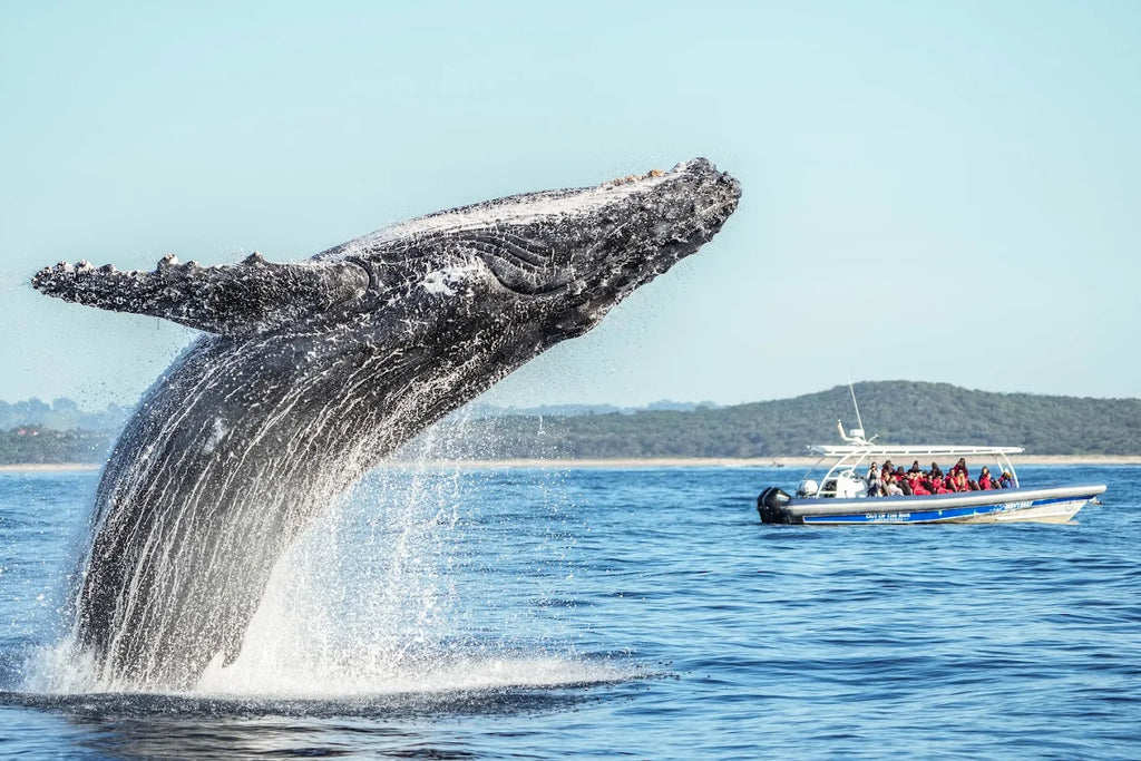 Byron Bay Whale Watching Tour: Humpbacks & Marine Biologist Guide