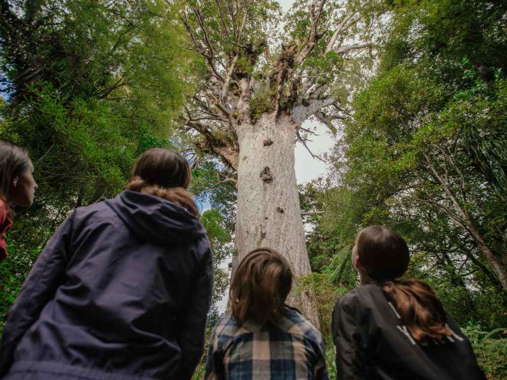 Bay of Islands 2-Day Tour & Cruise: Waitangi & Hole in the Rock