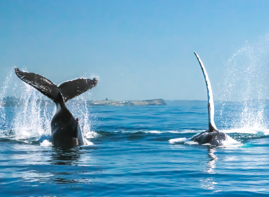 Byron Bay Whale Watching Tour: Humpbacks & Marine Biologist Guide