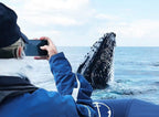 Byron Bay Whale Watching Tour: Humpbacks & Marine Biologist Guide
