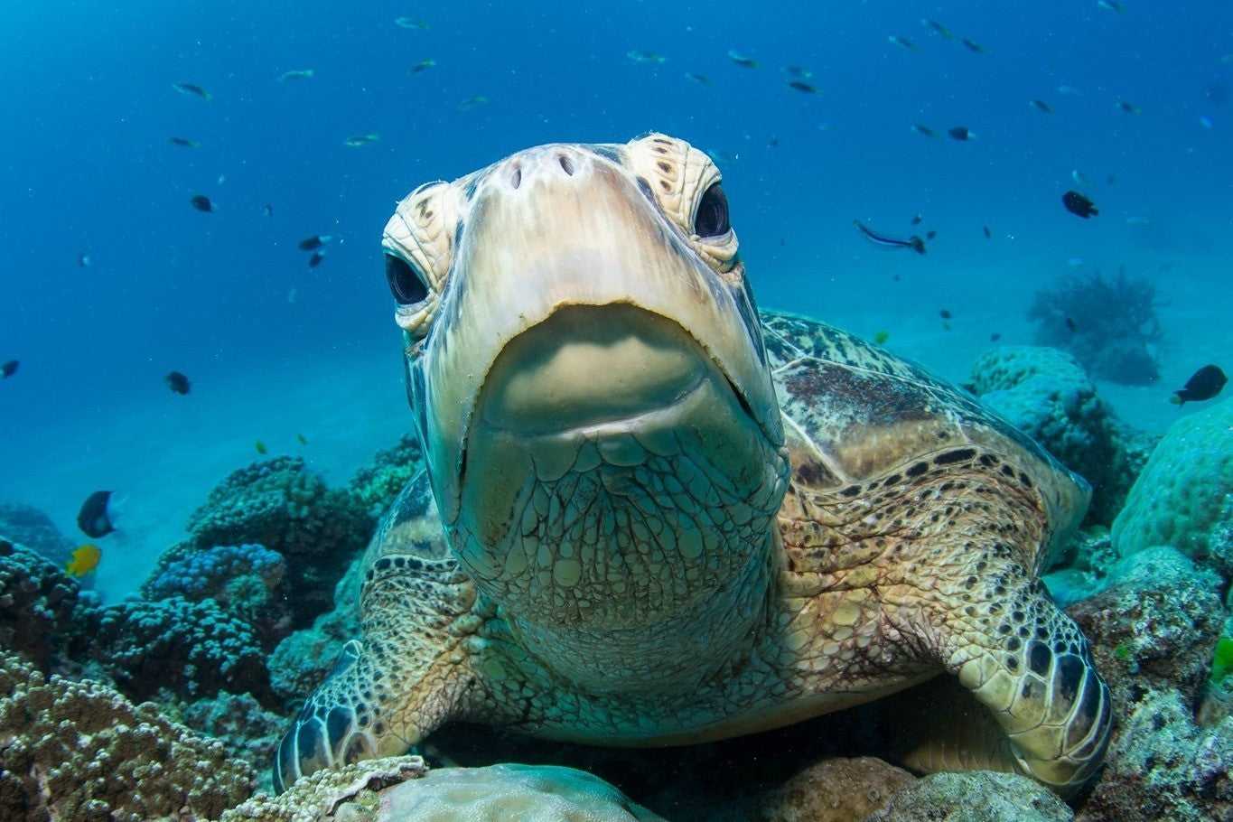 Whitsundays Reef & Rainforest: 7 - 9 Day Brisbane to Cairns Escape - Zero Trace Tours