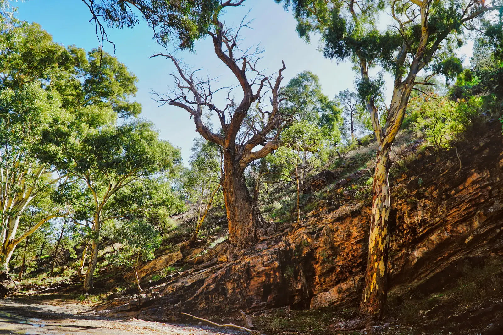 7 Day Adelaide to Kati Thanda-Lake Eyre Small Group Eco Safari - Zero Trace Tours